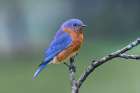Male Eastern bluebird, Kentucky Art Print